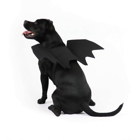 Flagermusevinger | udklædning til hunden