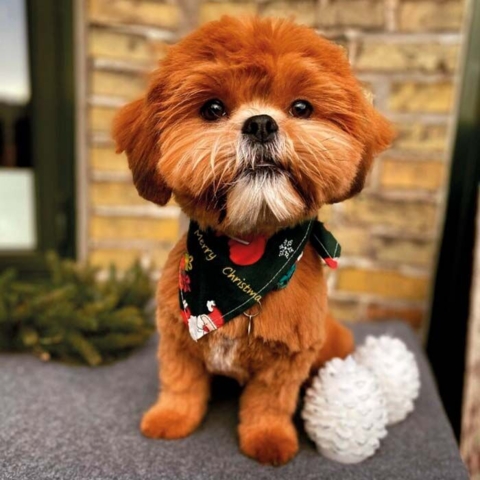 Juletørklæde til hund eller kat