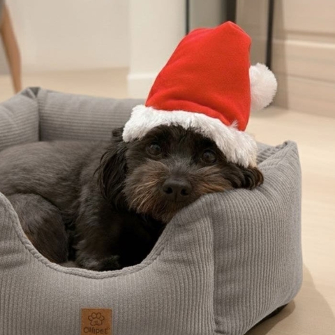 Skøn nissehue til hunde