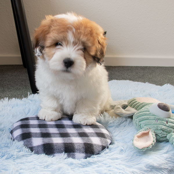 Trixie Varmepude til microbølgeovn