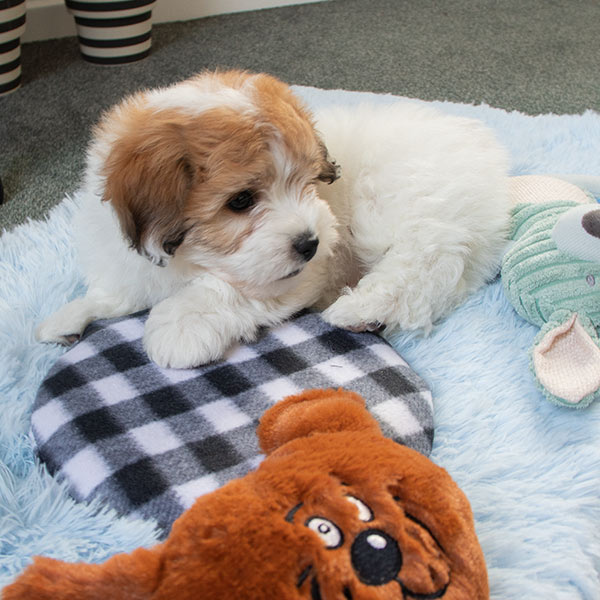 Trixie Varmepude til microbølgeovn