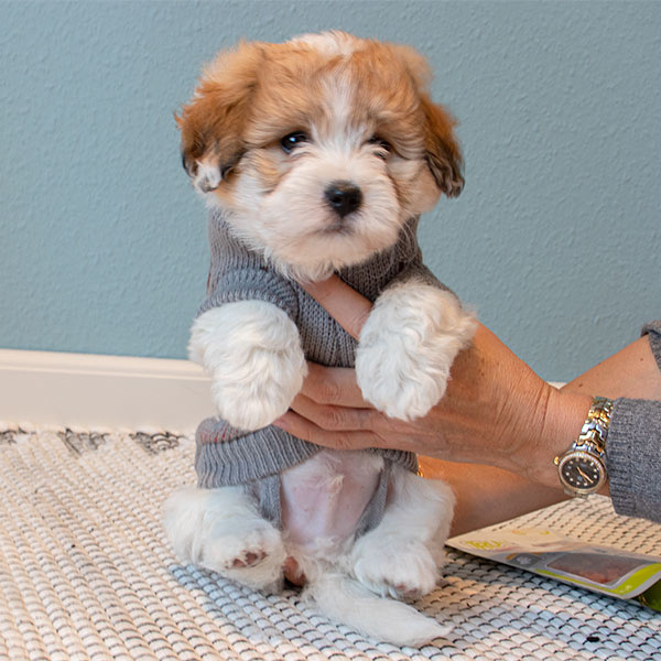 Grå julesweater med sødt rensdyr |  Størrelse 10