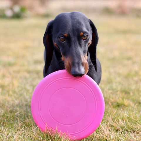 Frisbee Classic Slim