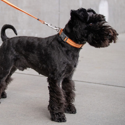 Dog Copenhagen Urban Style Hundehalsbånd | Orange