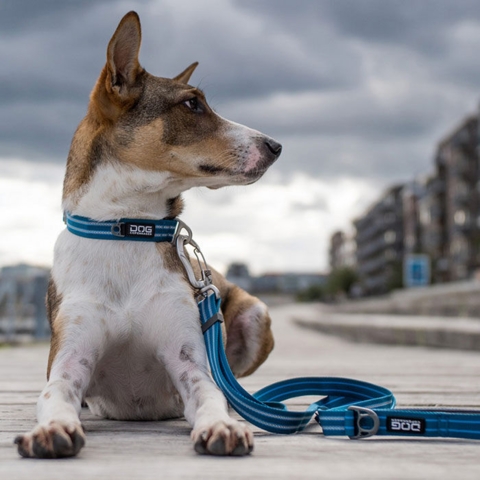 Dog Copenhagen Urban Style Hundehalsbånd | Blå