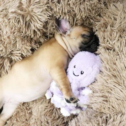 Ollipet Blæksprutte med 8 arme I Lilla I 18 cm