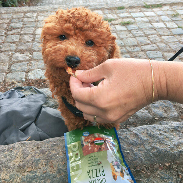 Trixie Chicken Pizza | Teddydog Chili| Puddel