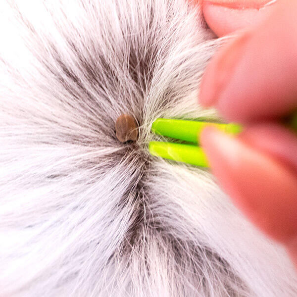 Ollipet Tægetang | Tægetang i brug