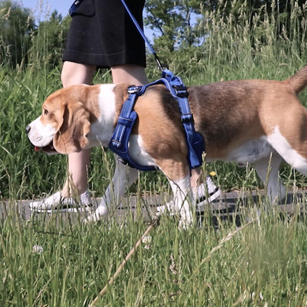 True Love Explosion Proof | Hundesele → Beagle str. X-large