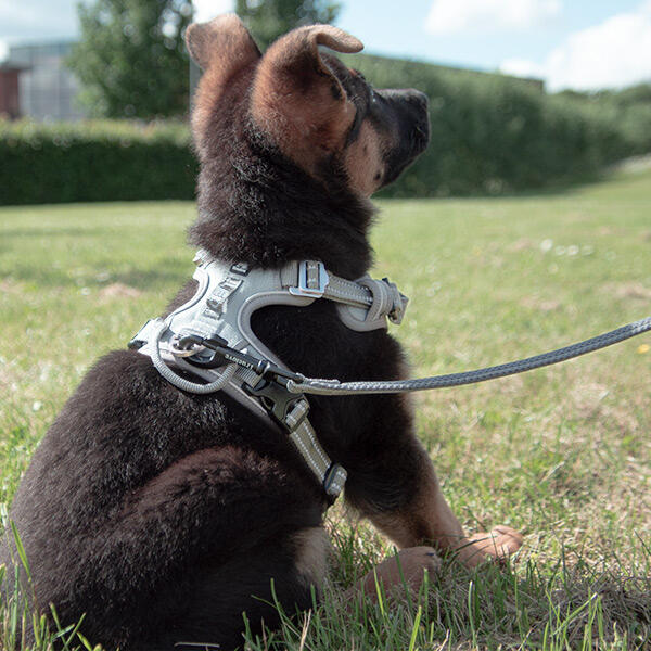 True Love Explosion Proof | Hundesele → Str Small til Schæferhvalp 9 uger