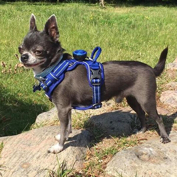 True Love Explosion Proof | Hundesele → Chihuahua. str XS