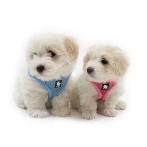 Str. S passer en stor coton hvalp 
Str. XS passer en mindre coton hvalp