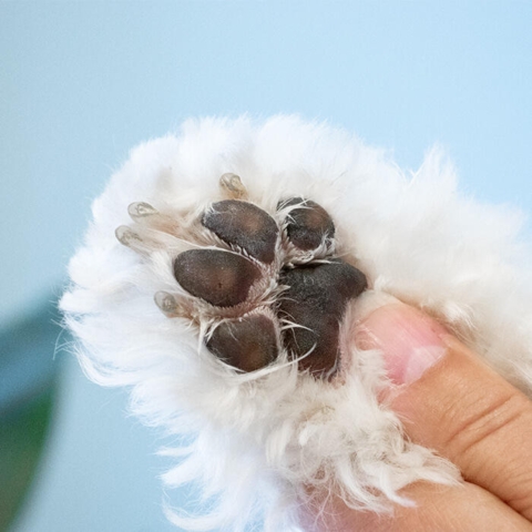 Kontorhunden Sally's Pote efter klip