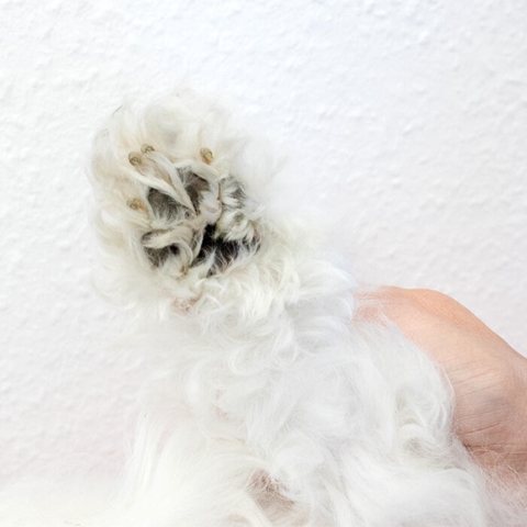 Kontorhunden Sally's Pote før klip