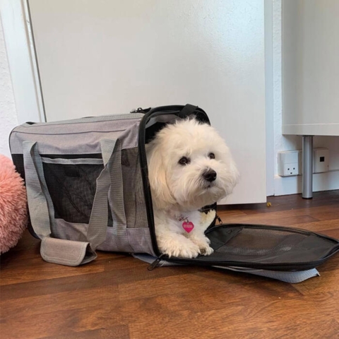 Casual Flytaske / Rejsetaske- vores kontorhund sally tester en str small