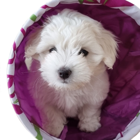 Flower Hvalpetunnel - Hvalp på 9 uger