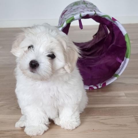Flower Hvalpetunnel - Hvalp på 9 uger