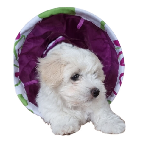 Flower Hvalpetunnel - Hvalp på 9 uger