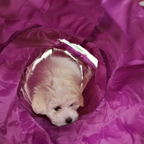 Flower Hvalpetunnel - Hvalp på 9 uger