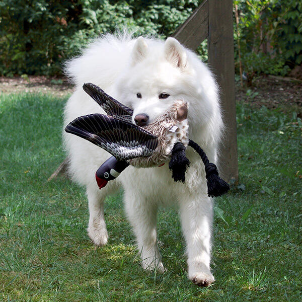 Gåsen Nils | Samoyed Aya