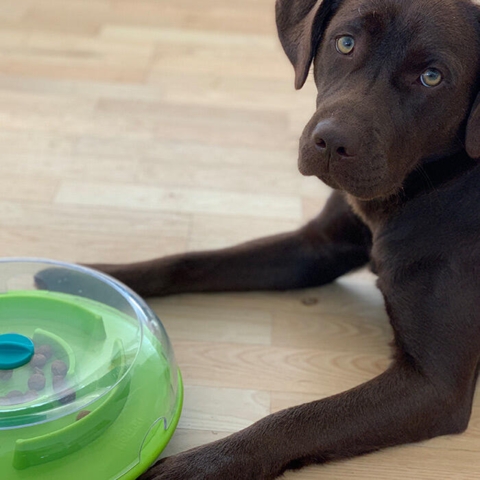 Wobble Bowl | Nina Ottosson | Labradorirma