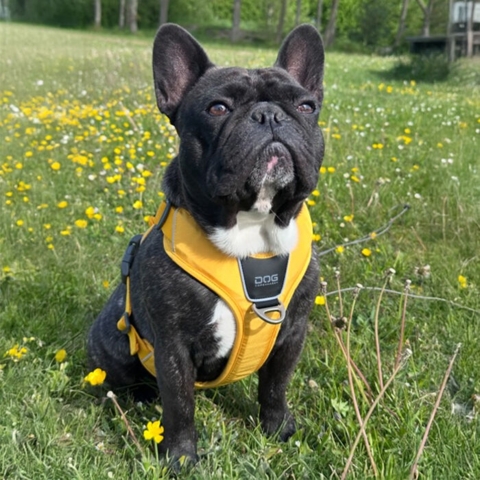 DOG Copenhagen Comfort Walk Pro hundesele