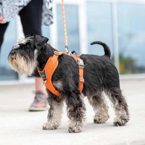 DOG Copenhagen hundesele på en dværg schnauzer