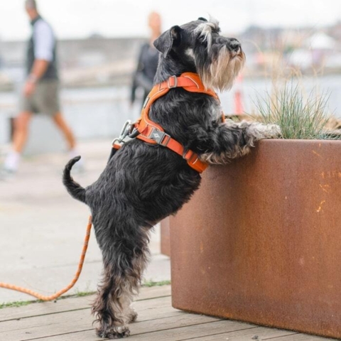 Flot orange hundesele på dværg schnauzer.