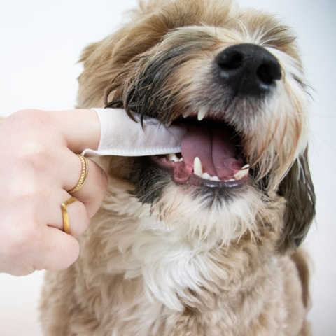 Clean Teeth Finger Pads | Vet's Best