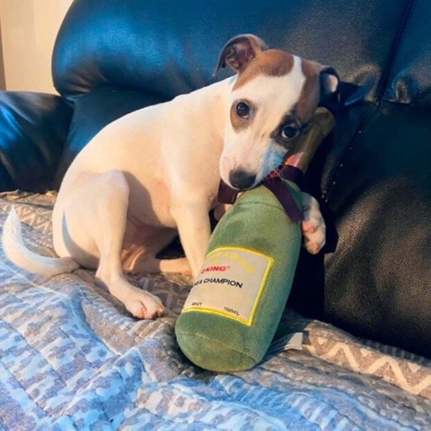 Plys Champagneflaske hundelegetøj I Medium