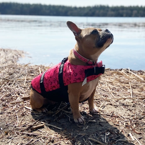 Redningsvest | små hunde | Lyserød | Tulle i str. Large | Tulle vejer knap 15 kg