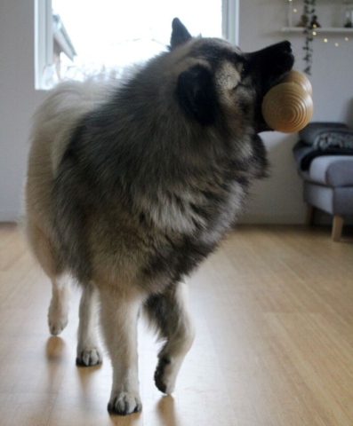 KONG Bamboo feeder dumbell