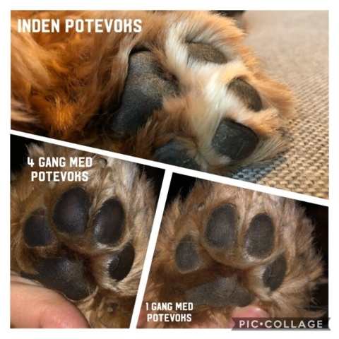 Før og efter brug af Ollipet potevoks på hundens trædepuder