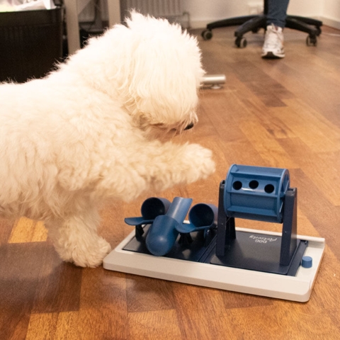 Dog Activity Poker Box Vario 2 I hundelegetøj I aktivitet I