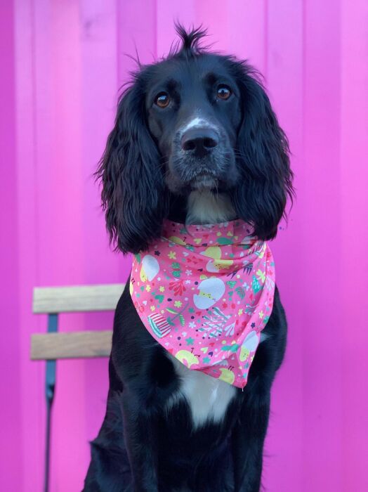 Ollipet Påske Bandana | Sweet little chicken | Bertha