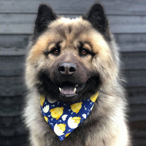 Ollipet Påske Bandana | Cute Chicken | Kenai