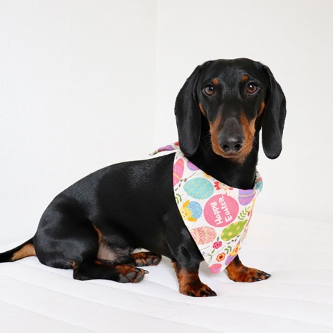 Ollipet Påske Bandana | Happy Easter eggs | Odji