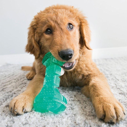 KONG Squeezz Dental Stick