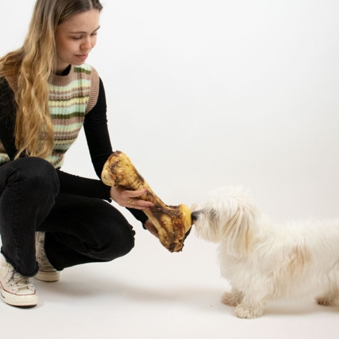 Jurassic bone | Okseben