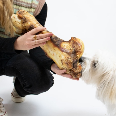 Jurassic bone | Okseben