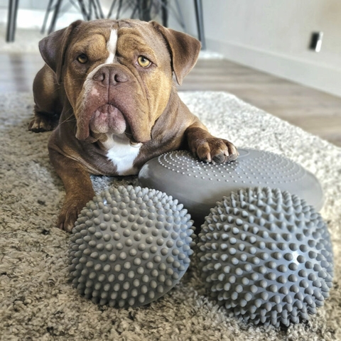 Hundefitness Pude & Melvin