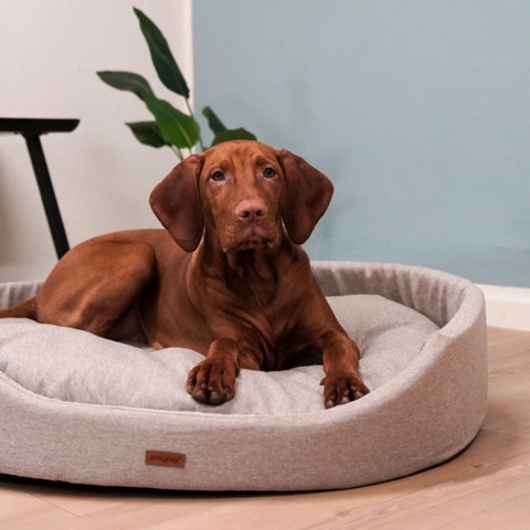 Amiplay Oval Hundeseng | Sand