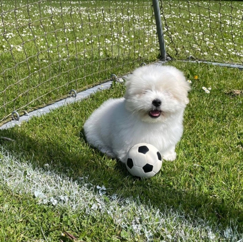 Ollipet natur latex fodbold Medium