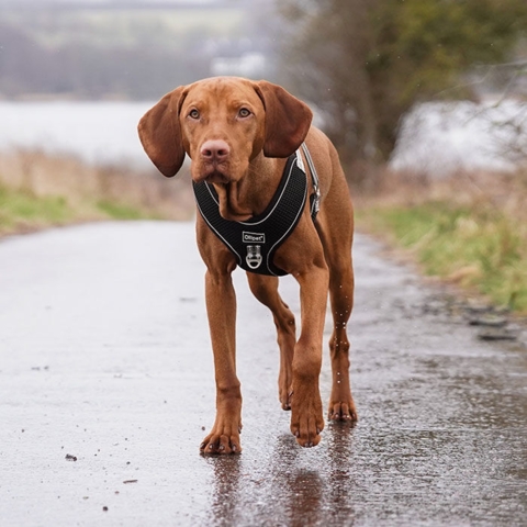 Ollipet Doumm Air mesh Step-In sele I Kuno har en str. XXXL
