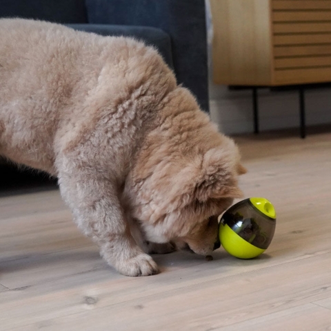 Aktivitetsæg I Lime