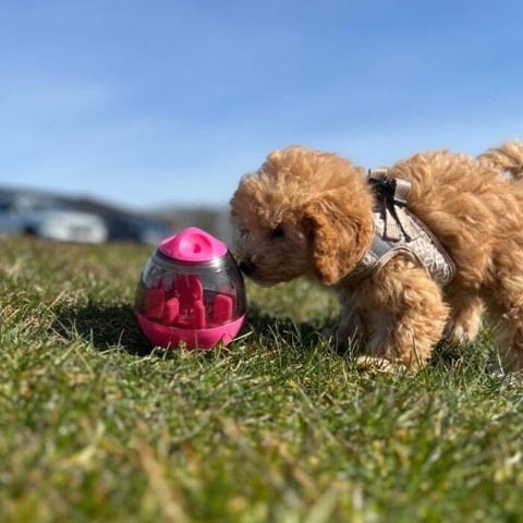 Aktivitetsæg i pink er for alle aldre