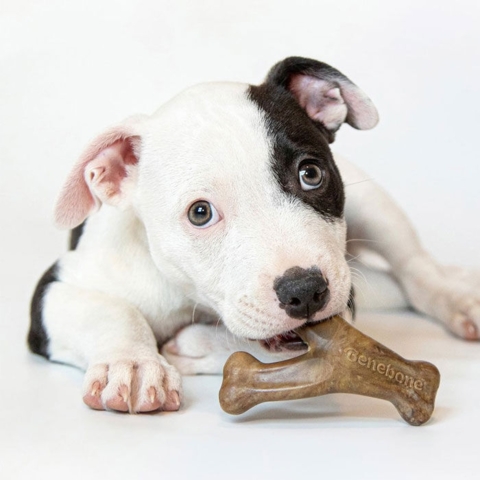 Benebone Puppy Wishbone Bacon S | 13 cm