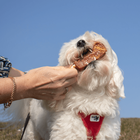 Dentafun hundeis Chicken Pop |Tang