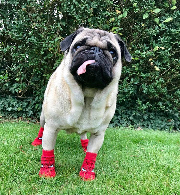 Mops drengen bruger str L.