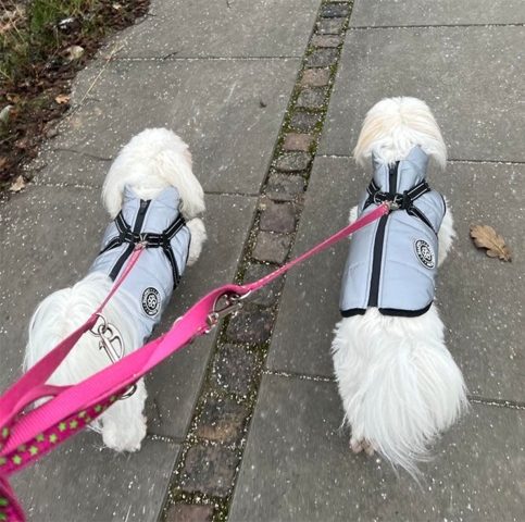 Vinterdækken med refleks. Størrelse XL på en Coton de Tulear